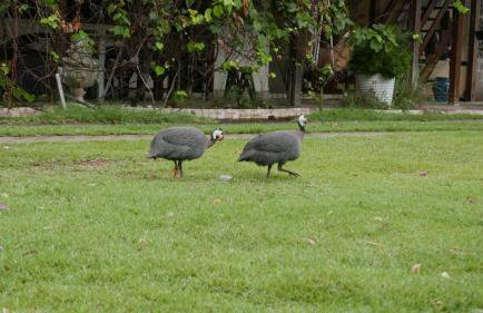 Nega Joana - Foto 11