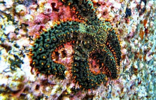 Snorkelling at Ponta de São Lourenço - Photo 4