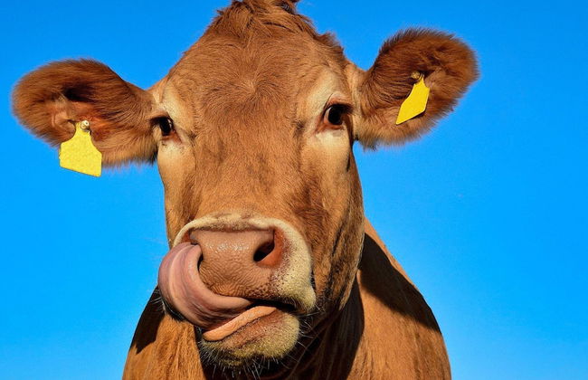 4 Person Holiday Home in Farlov-by Traum - Foto 15