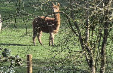 Tequila Sunrise - Foto 7