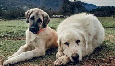 Matanah Meadows Farm, Great for 2 Families, Sequoia National Park and Working Farm - Foto 4