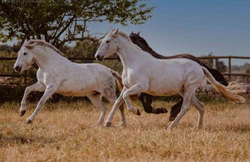 Finca Agroturismo Son Menut - Foto 86