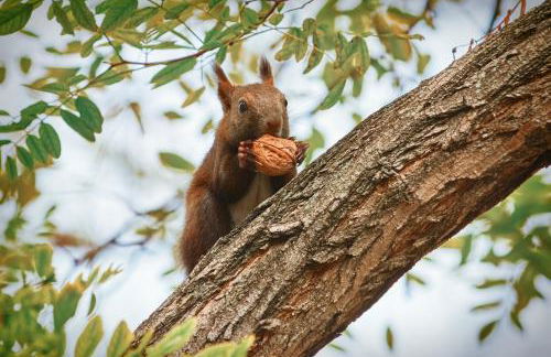 FeHaus am Walnussbaum - Foto 3