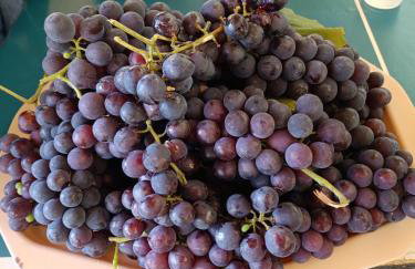 Sítio Bela Vista - Photo 53