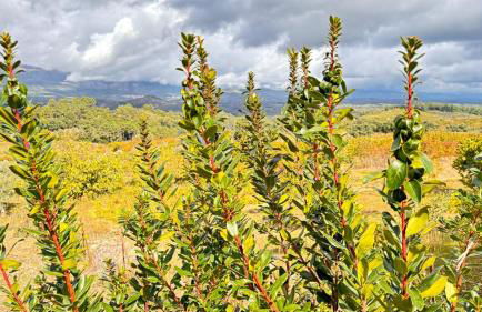 Casa rural Atalanta de la Vera - Foto 47