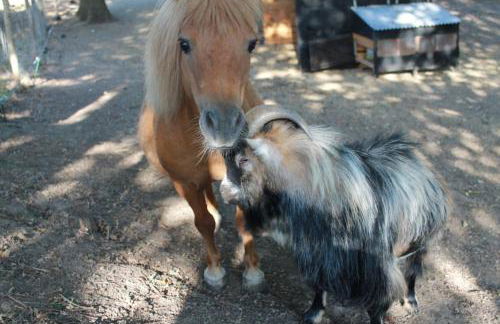 Gîte 5 personnes au calme avec jardin, piscine, proche d'Amboise - Foto 20