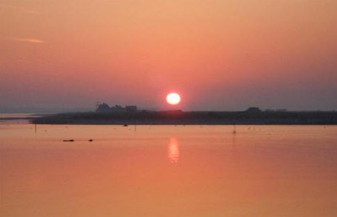 Seeschwalbe - Foto 31