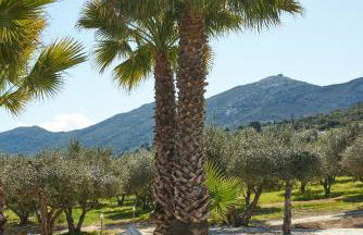 The Olive Grove Villas with large swimming pool - Foto 21