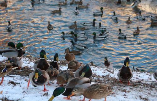 Palms Ferienhaus - Foto 25