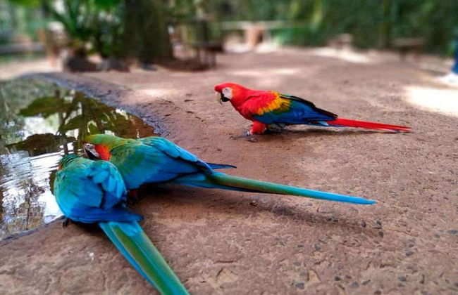 Ingresso do Parque das Aves - Foto 9