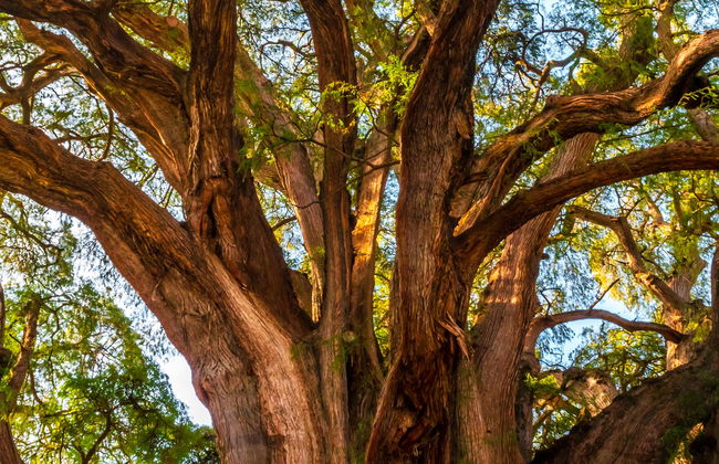 Santa María del Tule Bike Tour - Photo 7