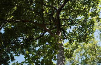Tree-Tops Treehouse Eco Retreat - Photo 27