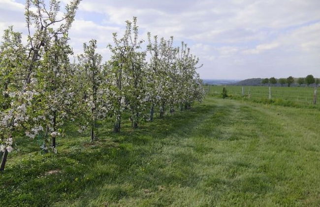 Villa in Mesch With Garden - Photo 66