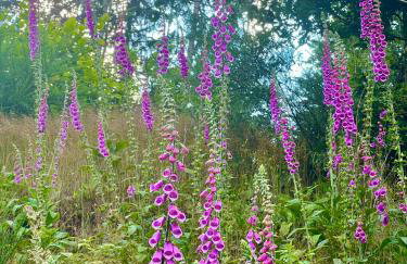 Ferienhaus Hörnchen - Photo 31