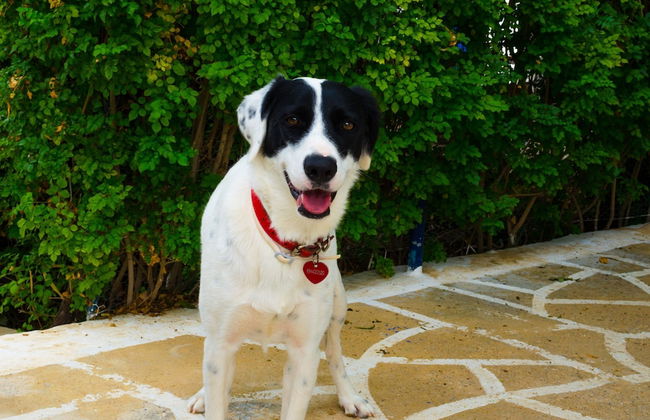 Marini Traditional Cottages - Foto 46