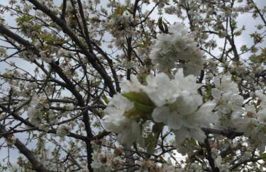 Giardino di Potentino - Foto 27