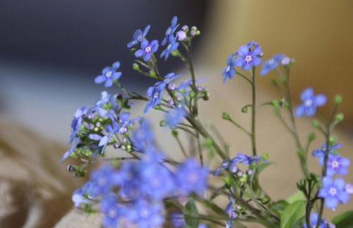 Ferienwohnungen Hasenknuck - Foto 30