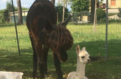 Agriturismo il Podere Vedelago con San Bernardo, Alpaca e una Pentola di cose da scoprire - Foto 23