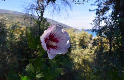 Isabel Artemis - Foto 56