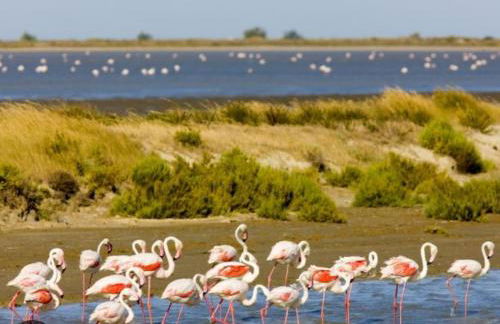 Villa La Voile avec piscine 3 chambres - Photo 50