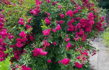 300 Jahre altes renoviertes Fachwerkhaus - Foto 9