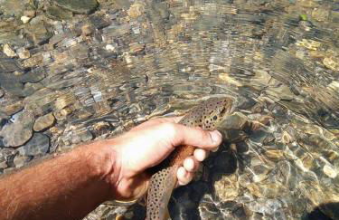 Chez Francine - Photo 42