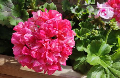 Apartamentos Rurales Llagumelon - Foto 49