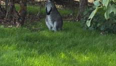 Bulle Etoilée - Foto 2, Garden view