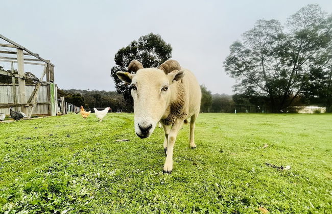 Jarrah Glen Cabins - Photo 30