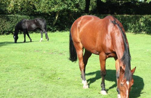 Charming 2-bed Cottage, Beautiful Views, Knutsford - Foto 39