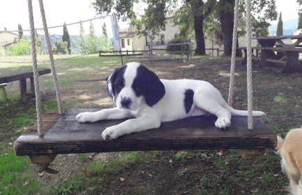 Agriturismo Il Sasso - Foto 42