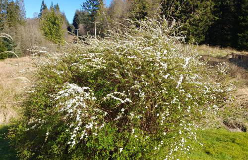 Pinetree Cottage, dog friendly, Holiday let, Callander Invertrossachs - Foto 13