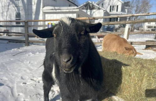 The Goat Farm - Foto 42