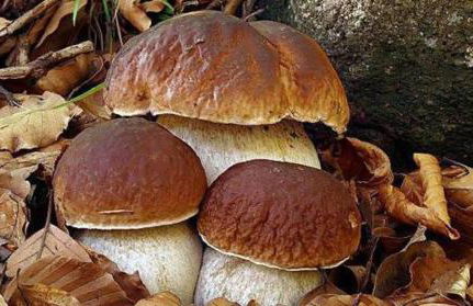 La casa sui colli bolognesi - Photo 63