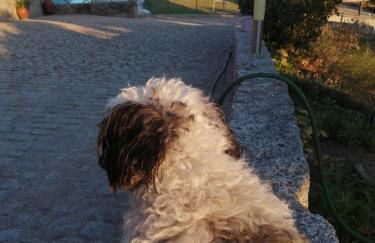 Quinta Do Quetrofe - Foto 11