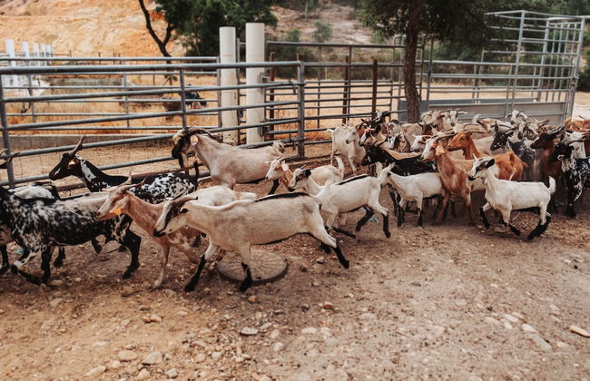 Herdade dos Cordeiros - Foto 41