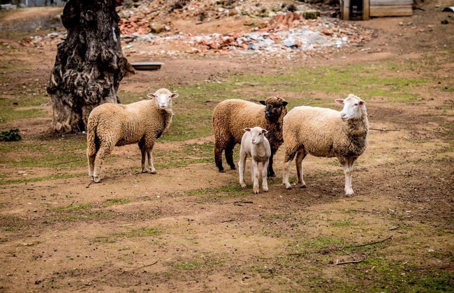 Quinta Manel da Gaita - Foto 45