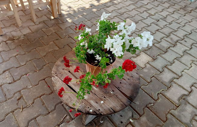 Assos Günöven Butik Apart Otel - Photo 18