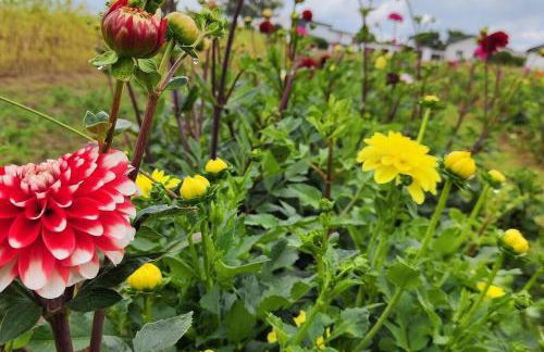 Idyllisches Selfkant erleben, 90qm große Wohnung für Ihren entspannten Aufenthalt - Foto 18