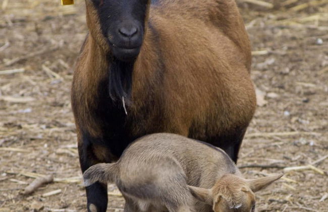 Can Barnosell - Els Masos d'en Coll - Foto 62