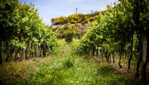 Quinta de Lourosa - Foto 4