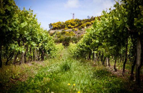 Quinta de Lourosa - Foto 4