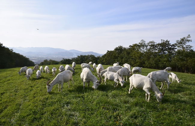 Farm Inn Dococa Farm - Photo 10