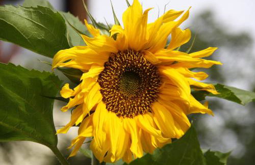 Residence Vajolet San Cassiano - Photo 43