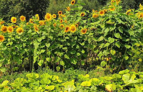 Malowniczy Zakątek w Dercu - Foto 18