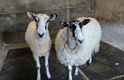 The Coach House at Brackenthwaite Farm - Photo 39