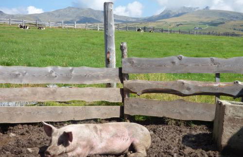 Schweiggerhof -Agriturismo- Farm Holidays - Foto 32