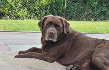 Ferien-Landleben - Photo 8