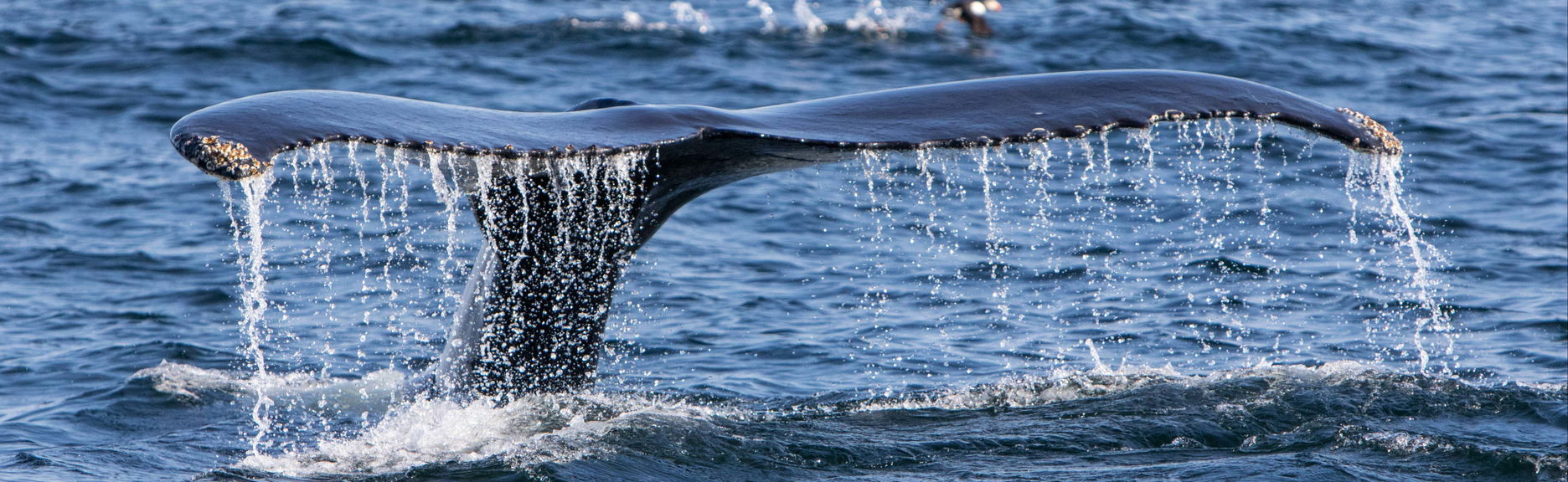 Avvistamento di balene sullo stretto di Magellano