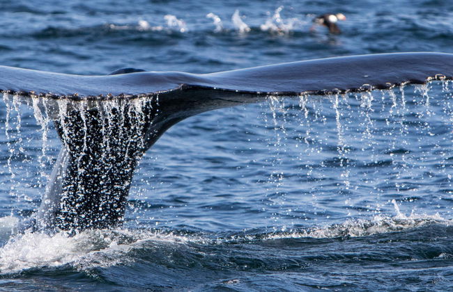 Avistamiento de ballenas en el estrecho de Magallanes - Foto 1
